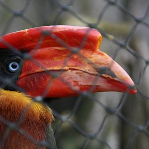Rufous Hornbill