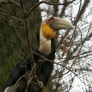Wreathed Hornbill male