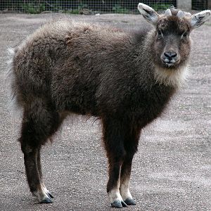 Naemorhedus caudatus caudatus (male)