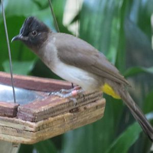 Yellow-vented Bulbil