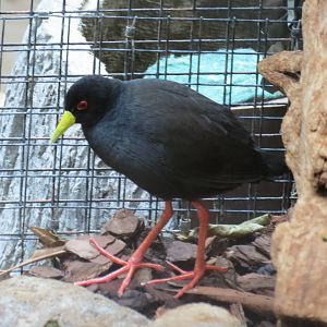 Black Crake
