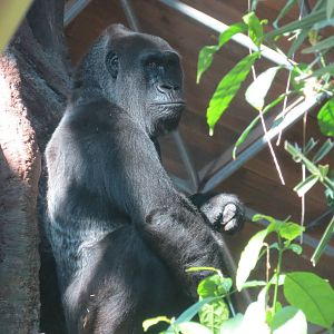 Lowland Gorilla