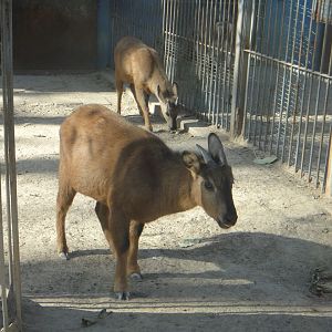 Red gorals (Naemorhedus baileyi) 2013-11-26