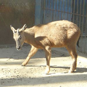 Red goral (Naemorhedus baileyi) #2 2013-11-26