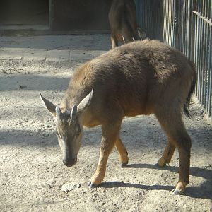 Red goral (Naemorhedus baileyi) #2 2013-11-26