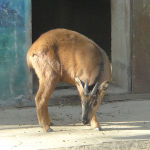 Red goral (Naemorhedus baileyi) #1 2013-11-26