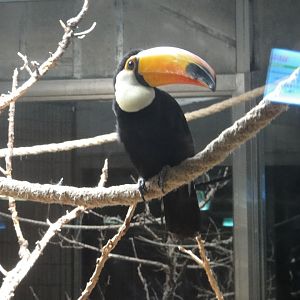 Cherish the memory of the Toco Toucan (Ramphastos toco) 2013-10-12