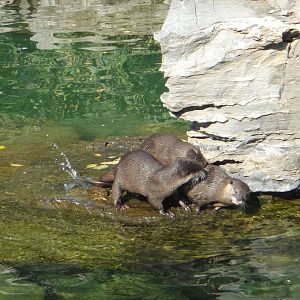 Common otter (Lutra lutra) Xin Xing and his partners 2013-10-26