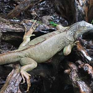 Green iguana