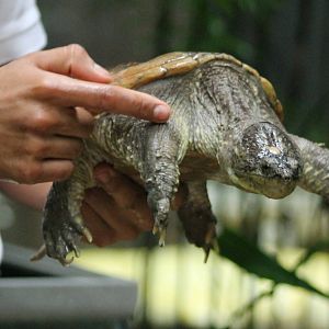 Handling a Snapping turtle