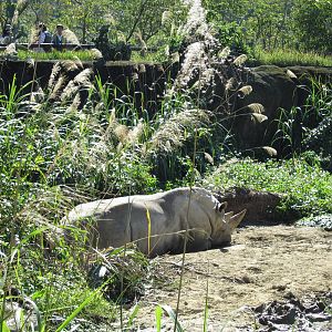 White Rhinoceros Exhibition