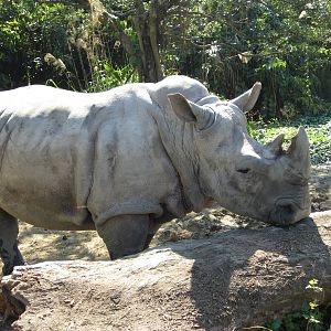 White Rhinoceros Exhibition