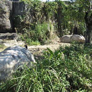 White Rhinoceros Exhibition