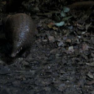 Chinese Pangolin