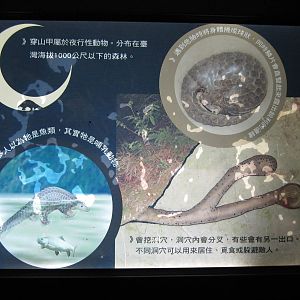 Chinese Pangolin sign