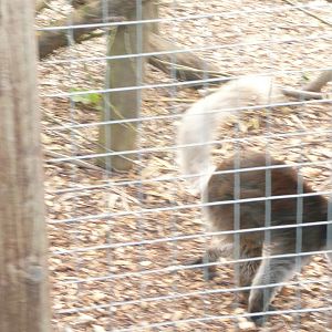 Lemur - identification please