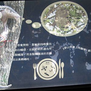 Chinese Pangolin sign