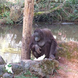 Paignton Zoo 08/03/2014