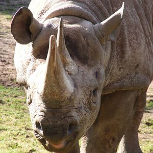 Paignton Zoo 08/03/2014