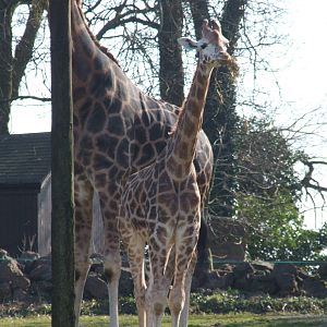 Paignton Zoo 08/03/2014