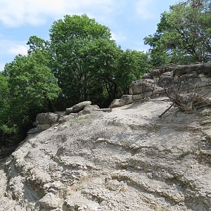 Wilds of Africa - Monorail Safari - Mountain Exhibit for Nubian Ibex