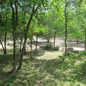 Wilds of Africa - Monorail Safari - Woodland Exhibit for Grevys Zebra