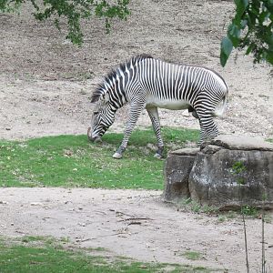 Wilds of Africa - Monorail Safari - Woodland Exhibit for Grevys Zebra