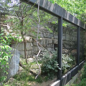 Wilds of Africa - Monorail Safari - Predator Exhibit for Caracal