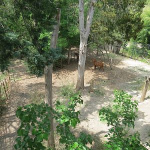 Wilds of Africa - Monorail Safari - Introduction Yard for Bongo in River Ex