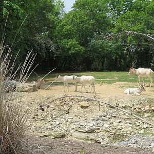 Wilds of Africa - Monorail Safari - Desert Exhibit for Addax