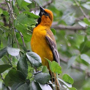 Oriole species ID