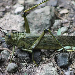 Giant grasshopper