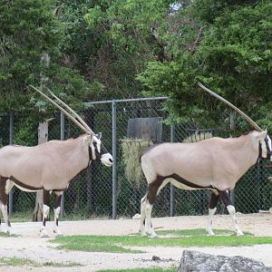 Wilds of Africa - Monorail Safari - Semi-arid Desert Exhibit for Gemsbok, A