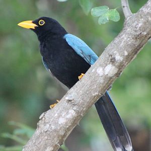 Yucatan jay