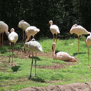 Wilds of Africa - Ndebele Plaza - Lesser Flamingo Exhibit