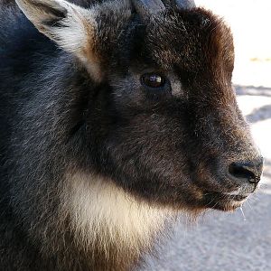 Naemorhedus caudatus caudatus male