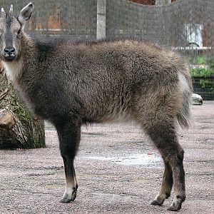 Naemorhedus caudatus caudatus female