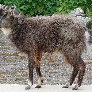 Naemorhedus caudatus caudatus male