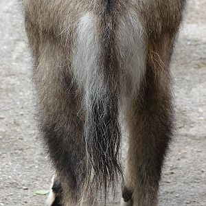 Naemorhedus caudatus caudatus tail