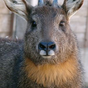 Naemorhedus griseus arnouxianus female