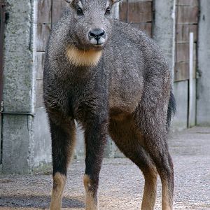 Naemorhedus griseus arnouxianus male