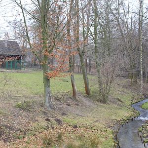 Eastern Bongo (Tragelaphus eurycerus isaaci) paddock