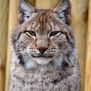 Siberian Lynx at Woodside Wildlife & Falconry Park Lincolnshire