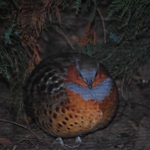 Chinese Bamboo Partridge