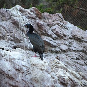 Guanay Cormorant