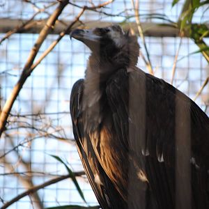 Cinereous Vulture