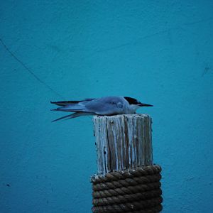 Forster's Tern