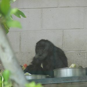 black mexican howler monkey san juan de aragon zoo