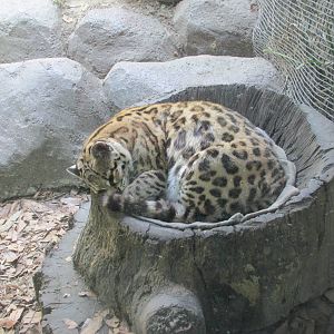 margay zoologico san juan de aragon