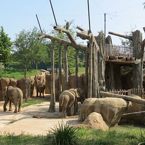 Giants of the Savanna - Tembo Udango (Primary African Elephant Exhibit)